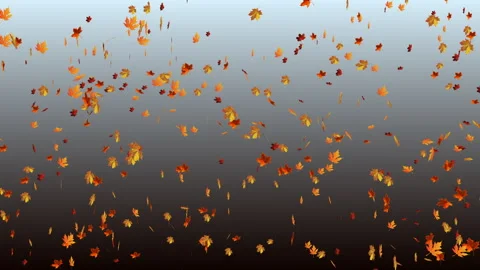 Falling yellow maple leaves on a gray gradient background Stock Footage 284485575