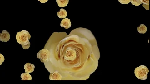 Falling Yellow Roses Animation on Black Background for Romance and Wedding Stock Footage 326260083