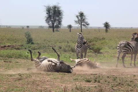 A Falling Zebra In a Herd Stock Photos