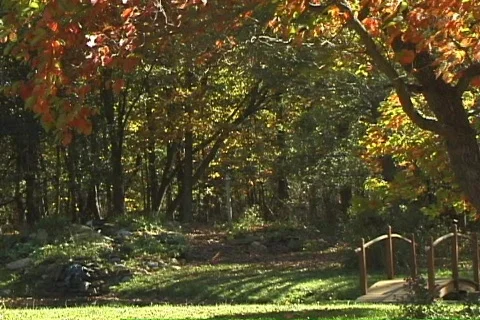 FallingLeaves1 NS DV NTSC Stock Footage 86107