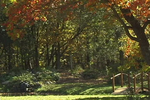 FallingLeaves2 NS DV NTSC Stock Footage 86143
