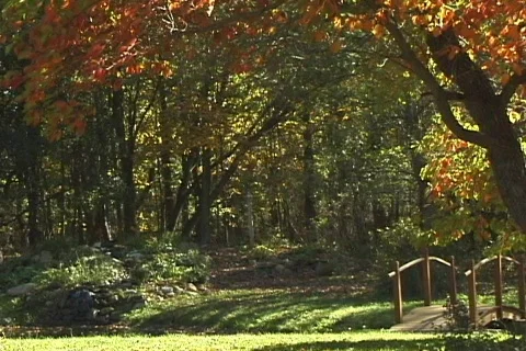 FallingLeaves3a NS DV NTSC Stock Footage 86146