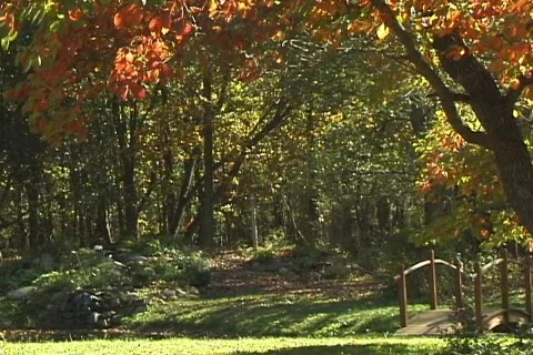 FallingLeaves3b NS DV NTSC Stock Footage 86147