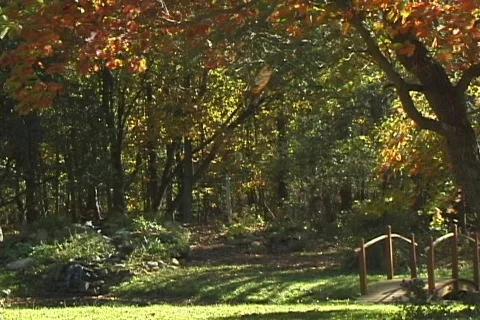 FallingLeaves4a NS DV NTSC Stock Footage 86150