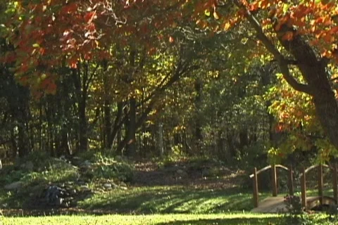 FallingLeaves4b NS DV NTSC Stock Footage 86153
