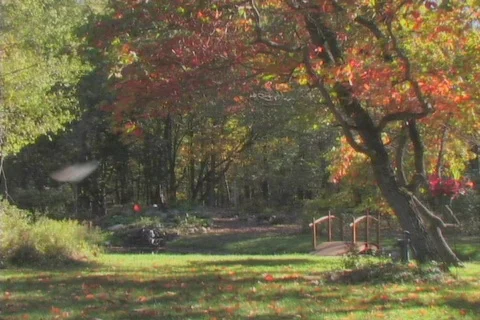 FallingLeaves5 NS DV NTSC Stock Footage 86519