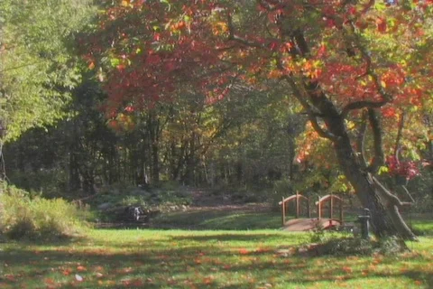 FallingLeaves6 NS DV NTSC Stock Footage 86522