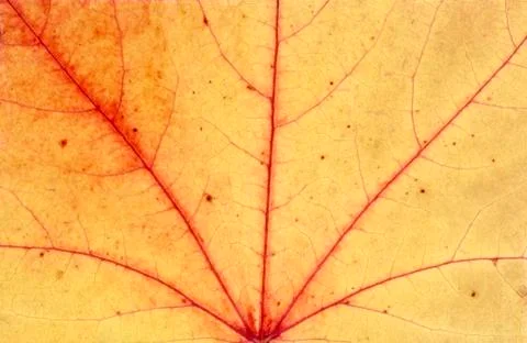 Fallleaf Stock Photos