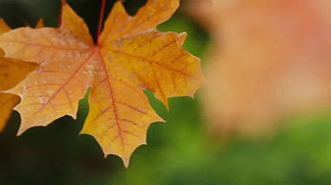 FallLeaves02 Stock Footage 26366674