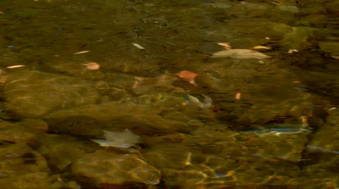 FallMtnStreamSloMo 0033LZ 스톡 동영상 545670