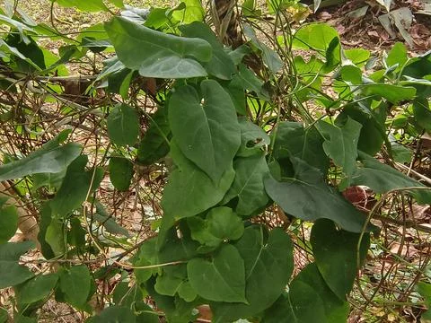 Fallopia multiflora in Beinan Township Native Applied Botanical Garden Stock Photos