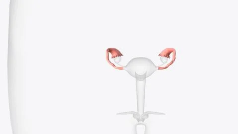 The fallopian tubes are bilateral conduits between the ovaries and the uter.. Stock Illustration