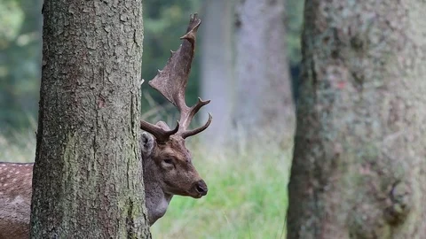 Fallow buck are looking Stock Footage 88804720