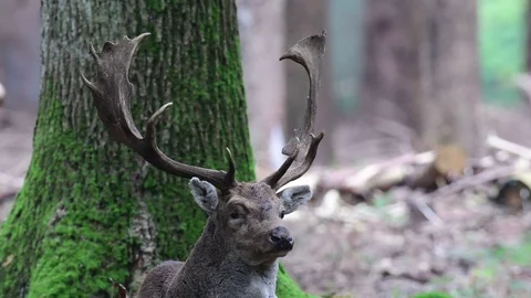 Fallow buck are looking Stock Footage 91584720