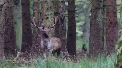 Fallow buck are looking out of the forest Stock Footage 91584906