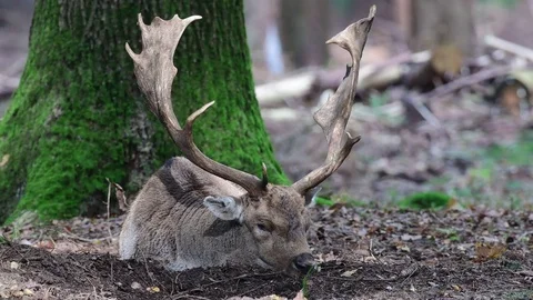 Fallow buck are sleeping Stock Footage 83649056