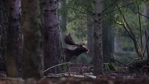 Fallow buck  calling in the dark forest, mating time Video stock 126214152
