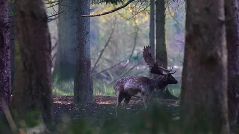Fallow buck  calling in the forest, mating time Stock Footage 126026670
