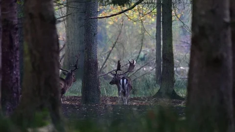 Fallow buck  calling in the forest with rival, mating time Stock Footage 126214395