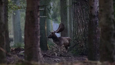 Fallow buck  calling in the forest with youngster, mating time Video stock 126214279