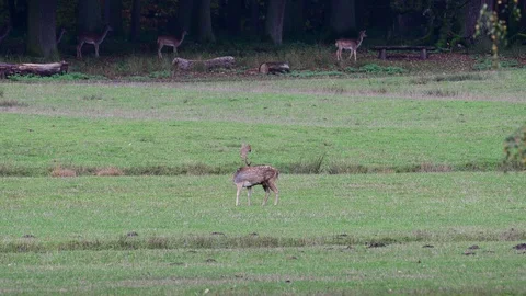 Fallow buck  calling on the meadow and walk, mating time Stock Footage 124630954