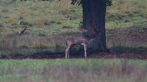 Fallow buck  calling on the meadow, mating time Stock Footage 125860718