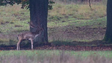 Fallow buck  calling under the tree, mating time Stock Footage 125860742