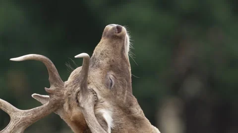 Fallow Buck ( Dama dama ) close up rear view neck stretch and antlers Stock Footage 289553931