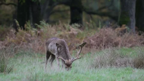 A fallow buck grazes at the edge of the forest during the rutting season Stock Footage 334132176