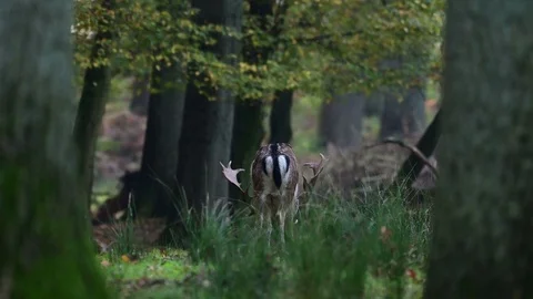 Fallow buck grazing in the forest, mating time Stock Footage 126025672