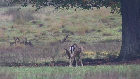 Fallow buck grazing on the meadow, mating time Stock Footage 125860360