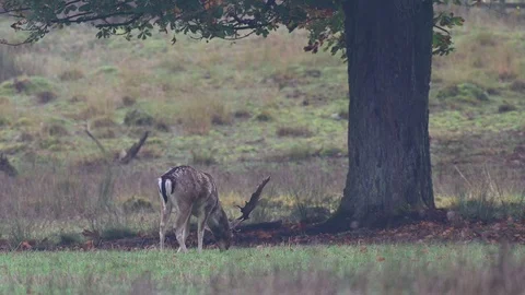 Fallow buck grazing on the meadow, mating time Video stock 125860390