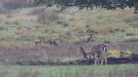 Fallow buck grazing on the meadow, mating time Stock Footage 125860415
