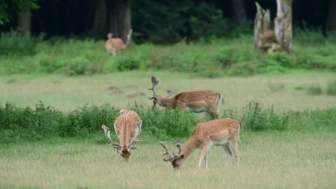 Fallow buck herd search feed  on a meadow, summer Stock Footage 84160130