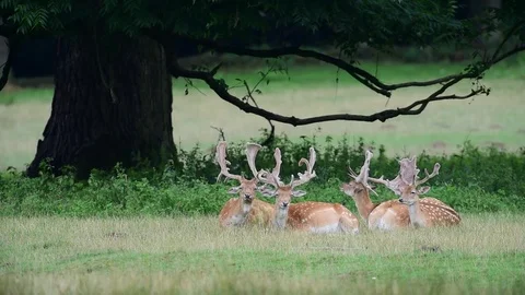 Fallow buck herd sleep on a meadow, summer Stock Footage 83950334