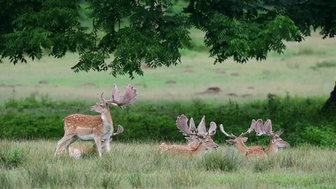 Fallow buck herd sleep on a meadow, summer Stock Footage 84160254