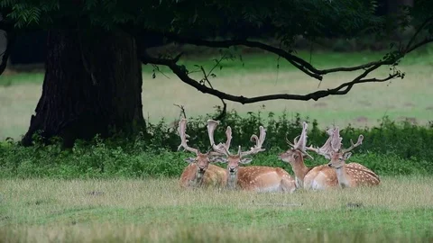 Fallow buck herd sleep on a meadow, summer Stock Footage 84160696