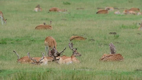 Fallow buck herd sleep on a meadow, summer Stock Footage 84160775