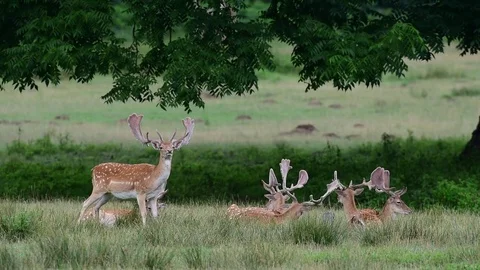 Fallow buck herd sleep on a meadow, summer Stock Footage 84160790