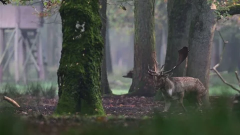 Fallow buck lie down in the forest, mating time Stock Footage 125860326
