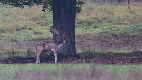 Fallow buck lie down under the tree, mating time Stock Footage 125860795