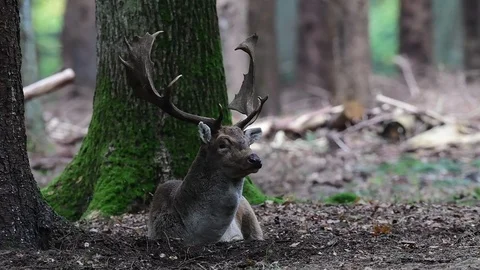Fallow buck lie in the forest Stock Footage 91168600