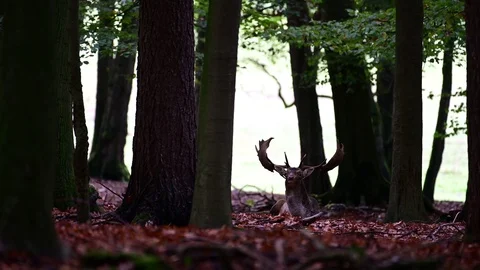 Fallow buck lie in the forest, mating time Stock Footage 124077379