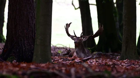 Fallow buck lie in the forest, mating time Stock Footage 124077405