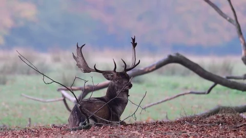 Fallow buck lie on the forest meadow Video stock 99174585