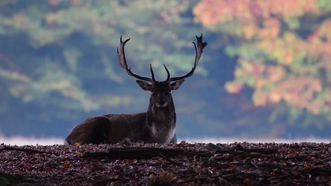Fallow buck lie on the forest meadow Stock Footage 99174810