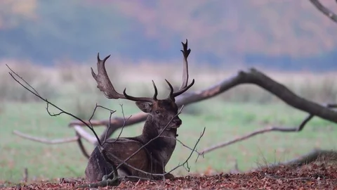 Fallow buck lie on the forest meadow Stock Footage 99233128