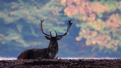 Fallow buck lie in the shadow forest, mating time Stock Footage 99231704