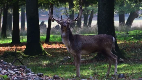 Fallow buck look and run, mating time Stock Footage 99233416