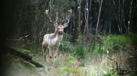 Fallow Buck looking for sign of danger in bushes. Stock Footage 50041759